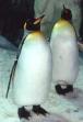 penguin.jpg