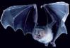 realbat.jpg