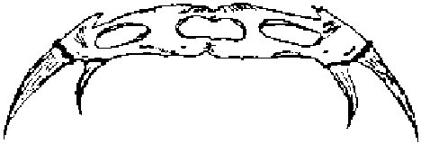 Tusks of the Shadow-fish