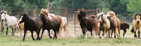 The minature horse