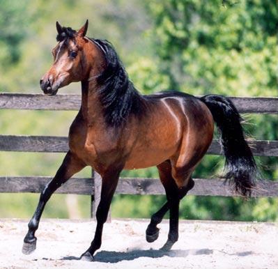 The Arabian