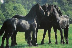 The Friesian Horse