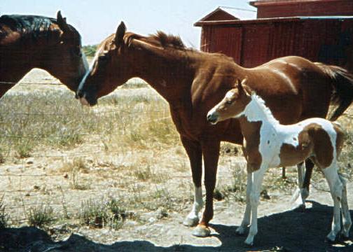 Hank Red and Splash