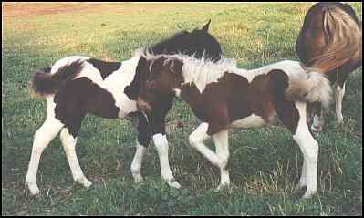 The Minature horse