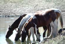 The Mustang horse