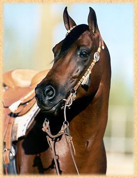 The Quarter Horse