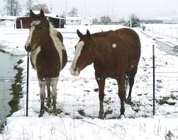 My Ponies