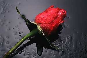 rose