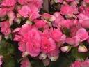 begonia