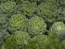 edible plant