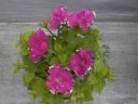 petunia