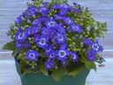 senecio