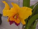 orchid