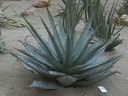 xerophyte