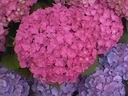 hydrangea