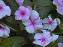 periwinkle
