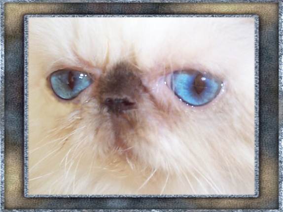 Click To View Pedigree