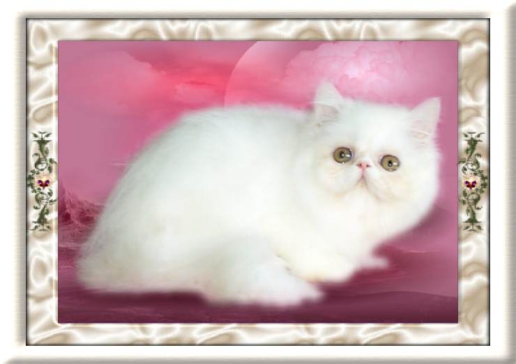 Click To View Pedigree
