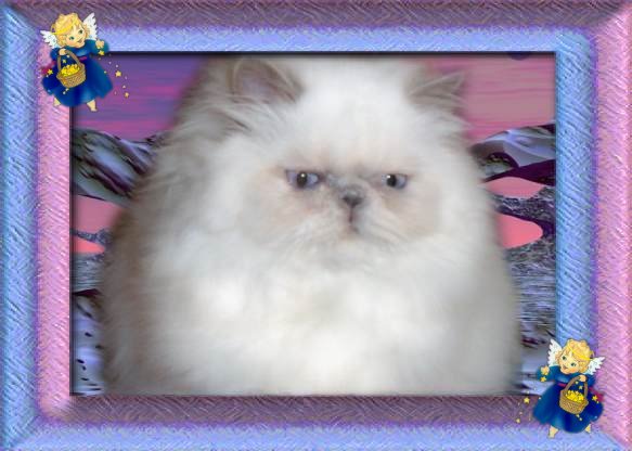 Click To View Pedigree