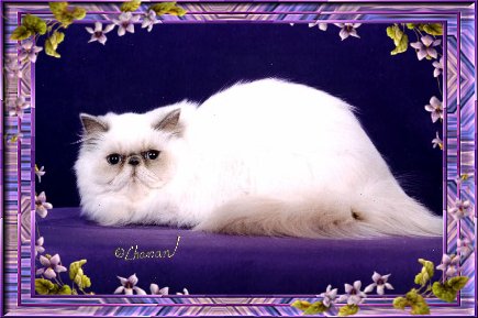 Click To View Pedigree