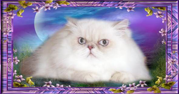 Click To View Pedigree
