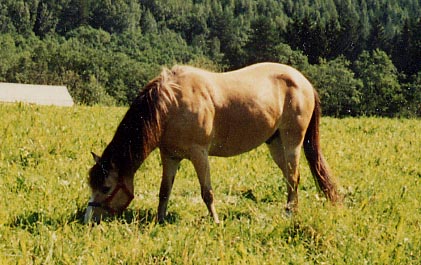 Elmeri laitumella