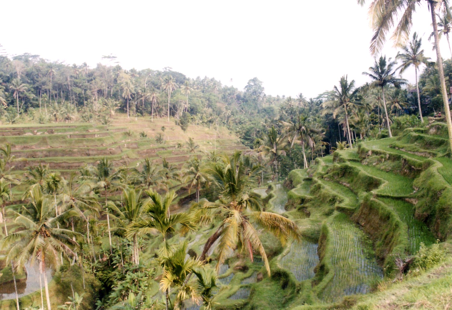 Bali Terraces