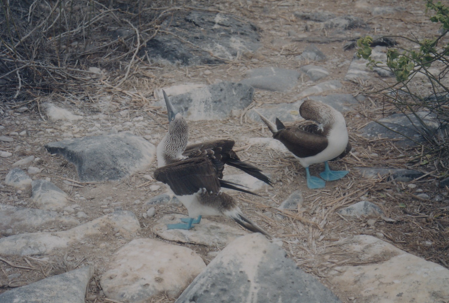 Blue-footed boobies