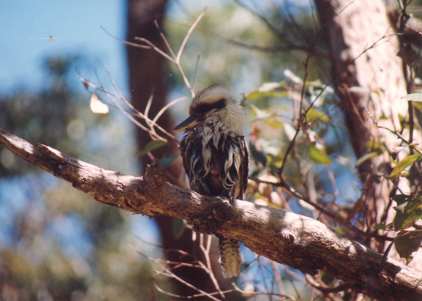 Kookaburra