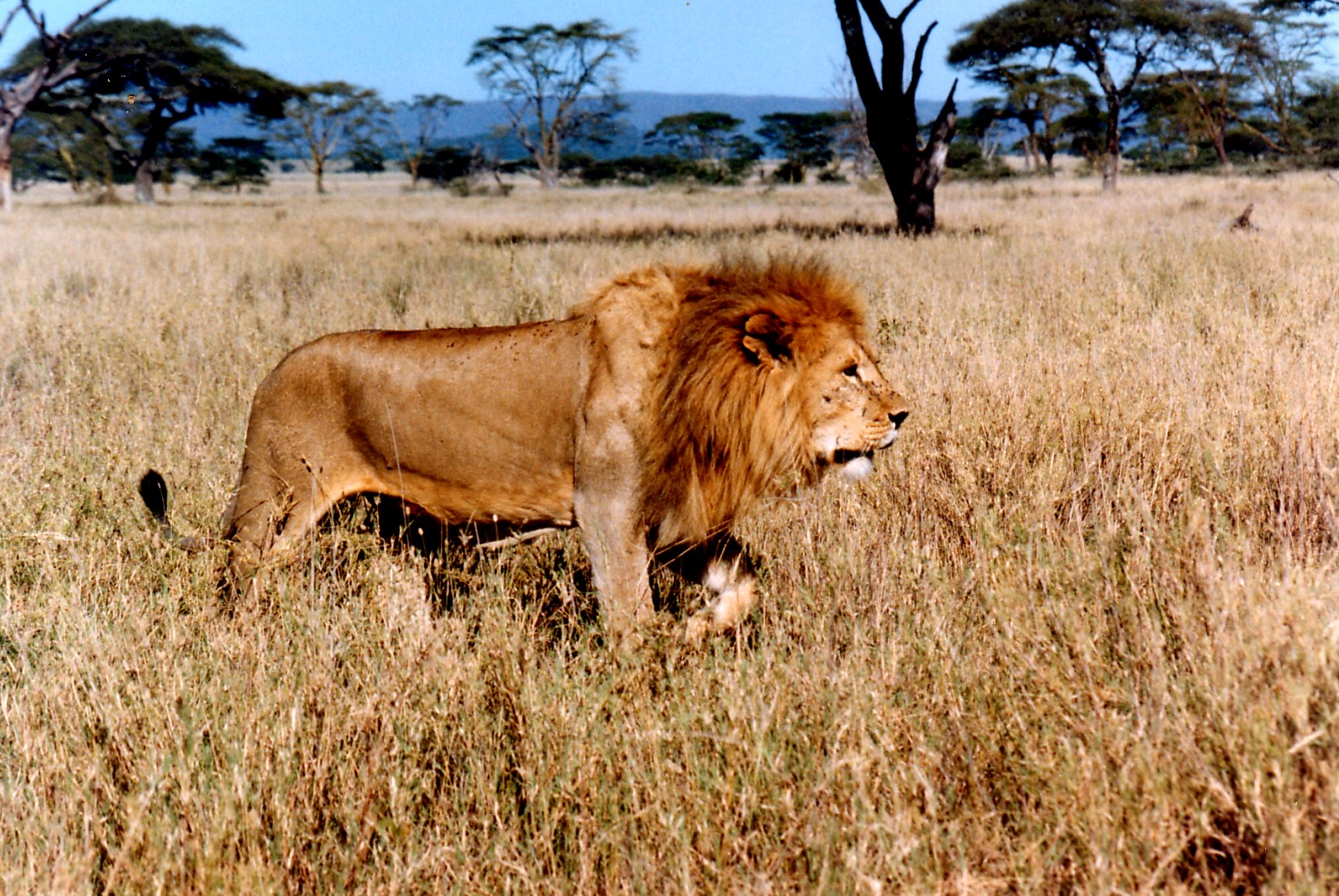 Lion