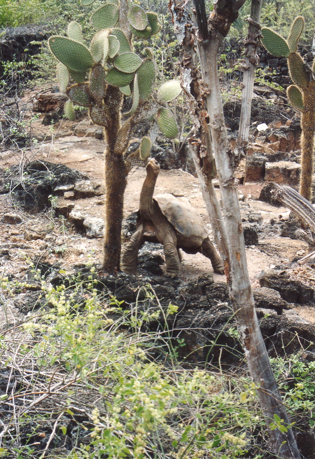 Lonesome George