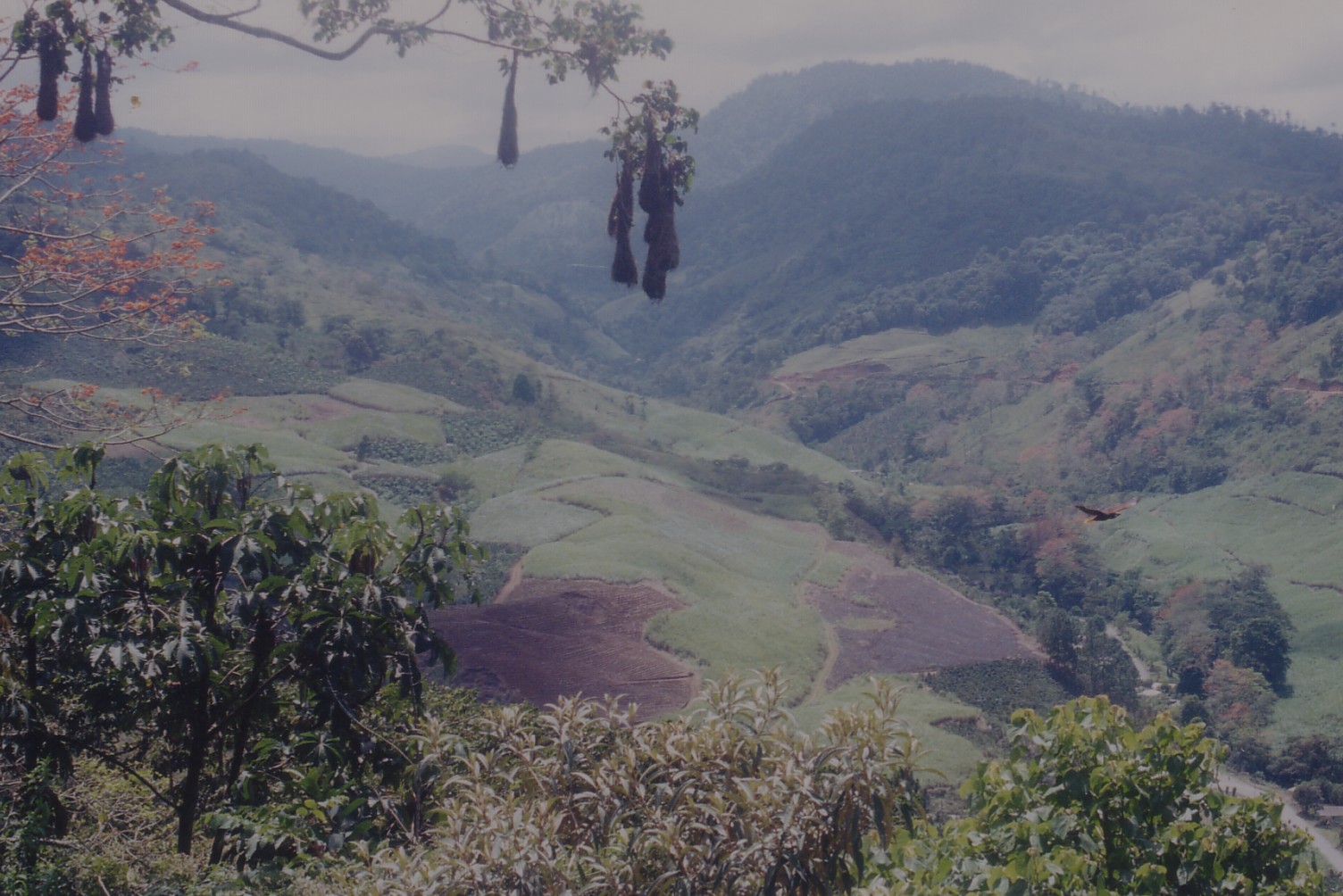 Rancho Naturalista View