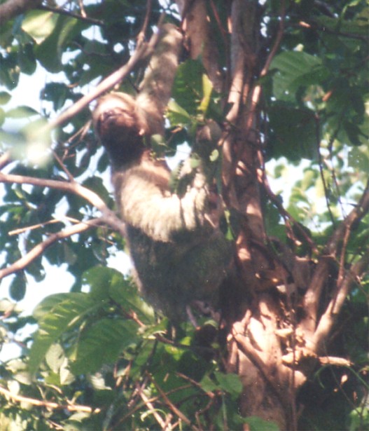 Sloth