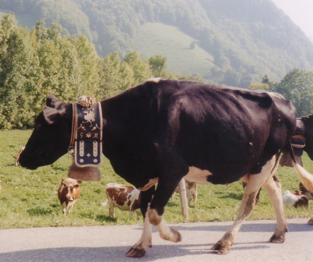 Swiss Cow