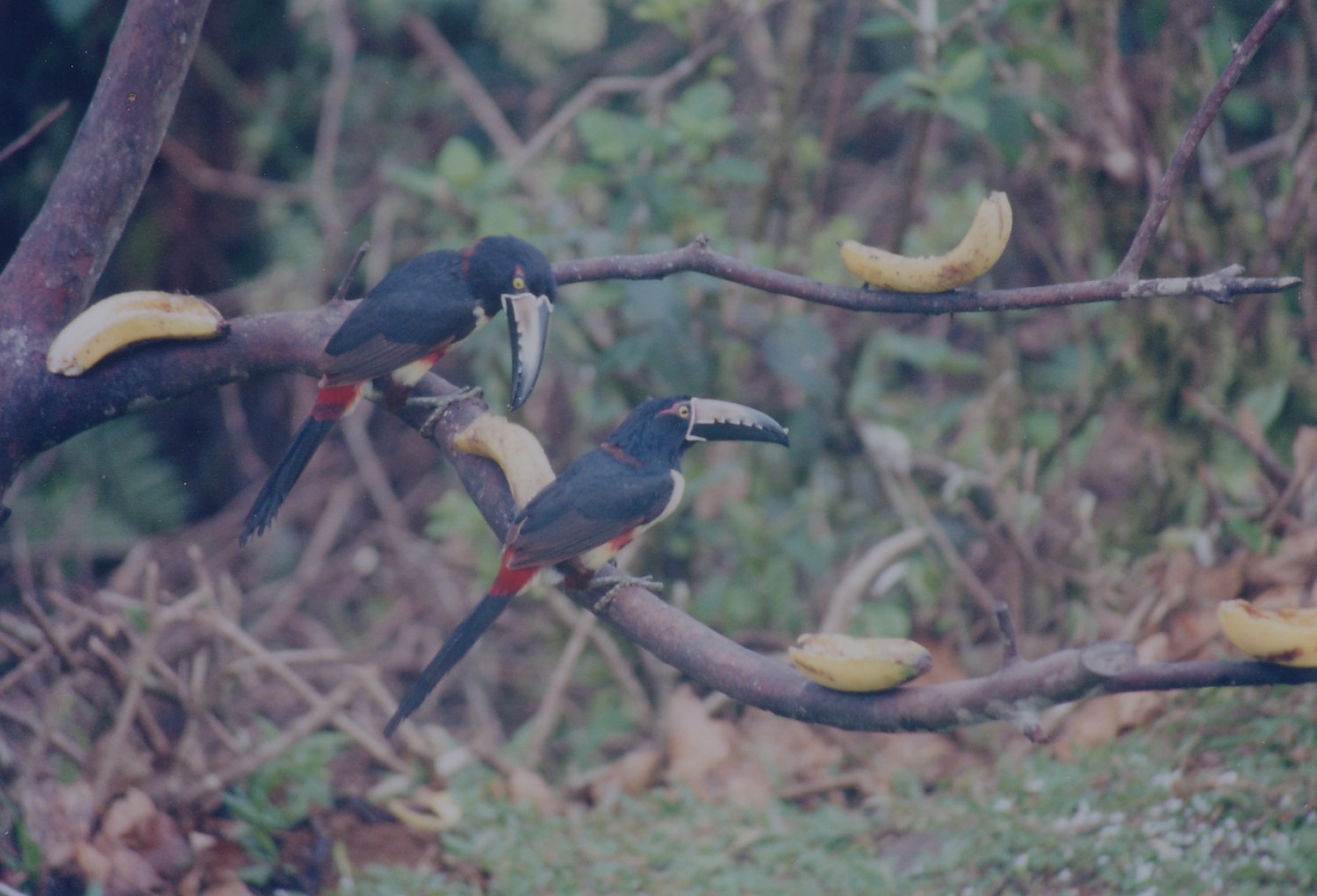 Toucans