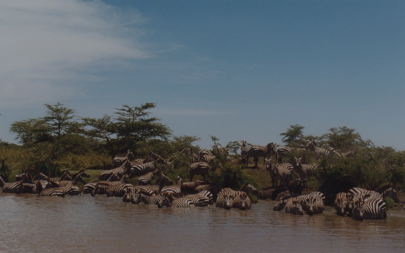 Zebras