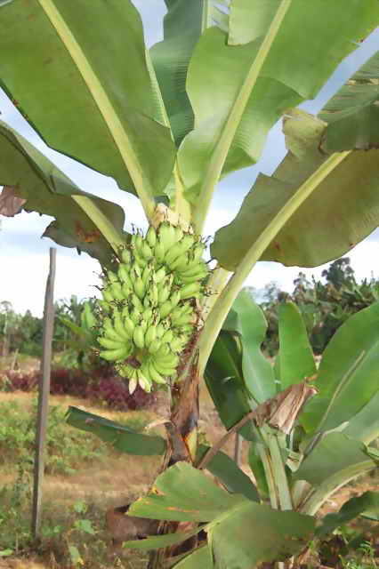 visit the banana farm