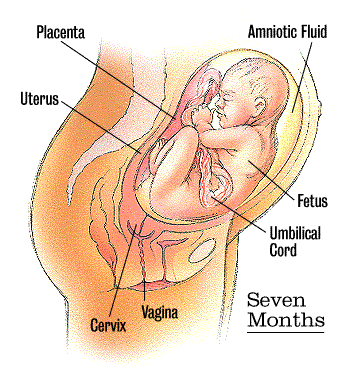 If you want to find anything out about the baby. Just click here and type in my due date!