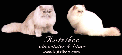 Kutzikoo Website Banner