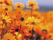 a bunch of orange flowers