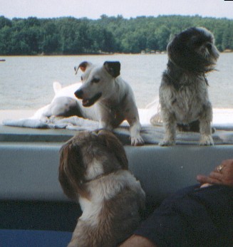2001 Tillie and my parent's dogs Hermie and Gizmo on my parent's boat