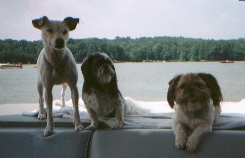 2001 Tillie and my parent's dogs Hermie and Gizmo on my parent's boat
