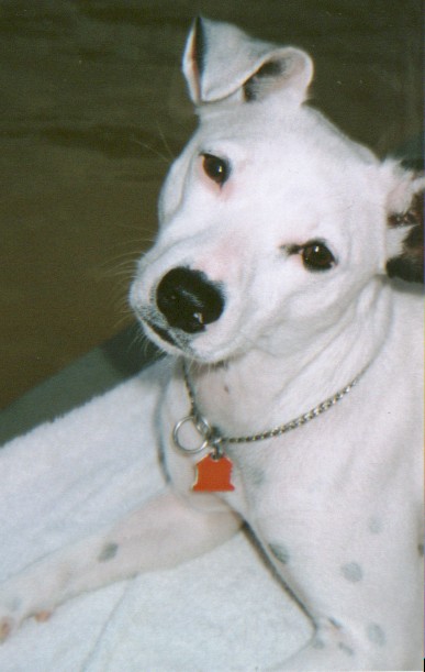 2001 Tillie