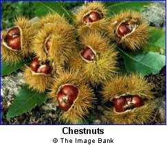 chestnuts.jpg