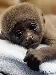 cute monkey