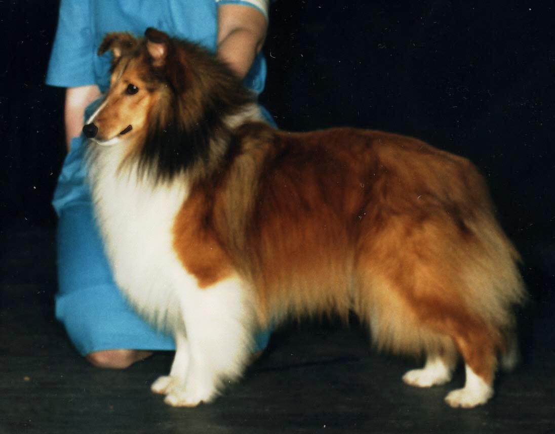 Dusty has long since passed over the Rainbow Bridge
