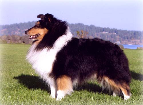Click to See my Pedigree