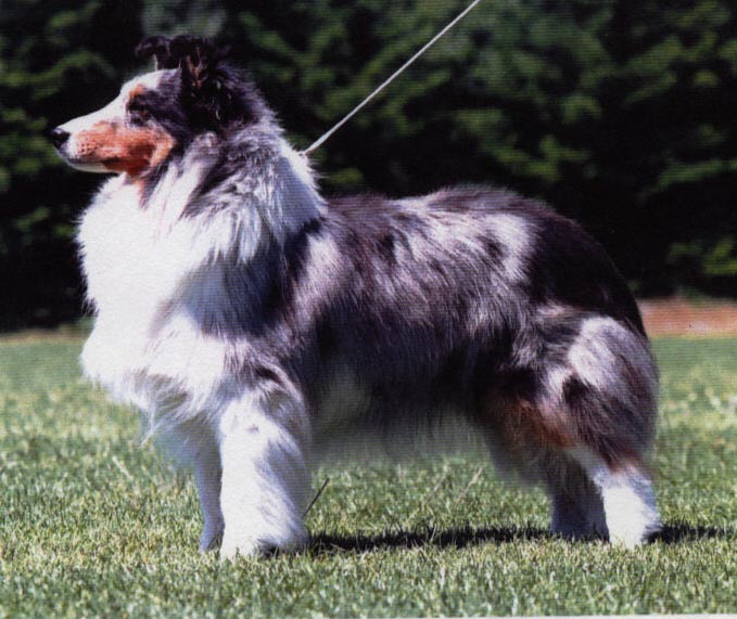 Group Winner! Vouge has now passed over the Rainbow Bridge