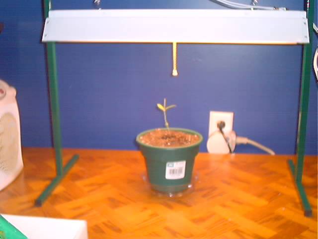 Indoor Growlight used for Tree Starting.