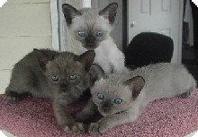 Photo courtesy of Mark Lathouras, Emmel Tonkinese, Brisbane Australia